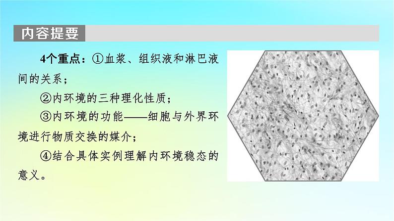 新教材2024版高中生物第1章人体的内环境与稳态第1节细胞生活的环境课件新人教版选择性必修1第4页