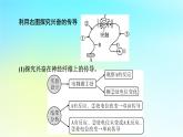 新教材2024版高中生物第2章神经调节微专题2反射弧中兴奋传导特点的实验探究课件新人教版选择性必修1