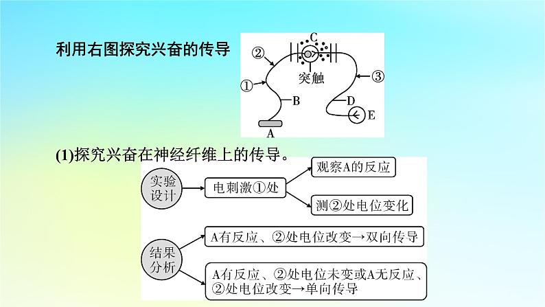 新教材2024版高中生物第2章神经调节微专题2反射弧中兴奋传导特点的实验探究课件新人教版选择性必修102