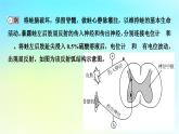 新教材2024版高中生物第2章神经调节微专题2反射弧中兴奋传导特点的实验探究课件新人教版选择性必修1