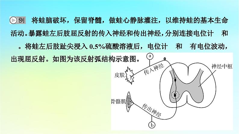 新教材2024版高中生物第2章神经调节微专题2反射弧中兴奋传导特点的实验探究课件新人教版选择性必修104