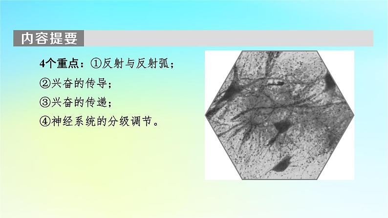 新教材2024版高中生物第2章神经调节第1节神经调节的结构基础课件新人教版选择性必修104