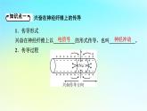 新教材2024版高中生物第2章神经调节第3节神经冲动的产生和传导课件新人教版选择性必修1