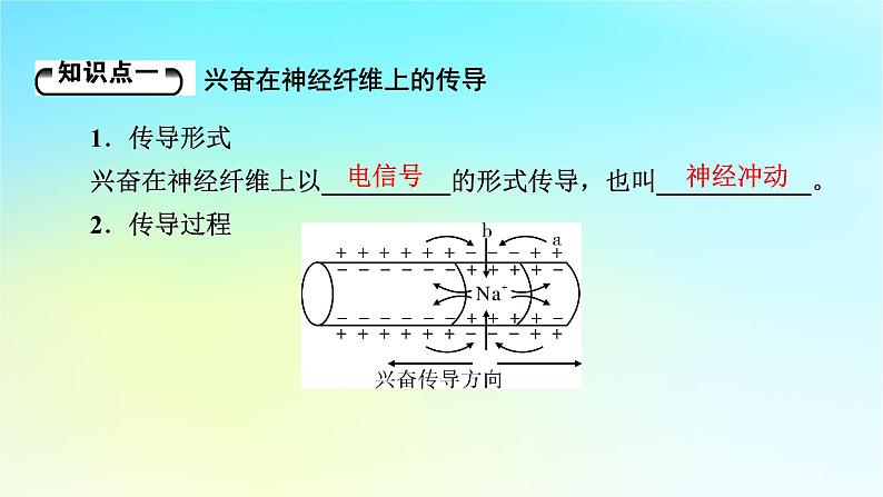 新教材2024版高中生物第2章神经调节第3节神经冲动的产生和传导课件新人教版选择性必修1第5页