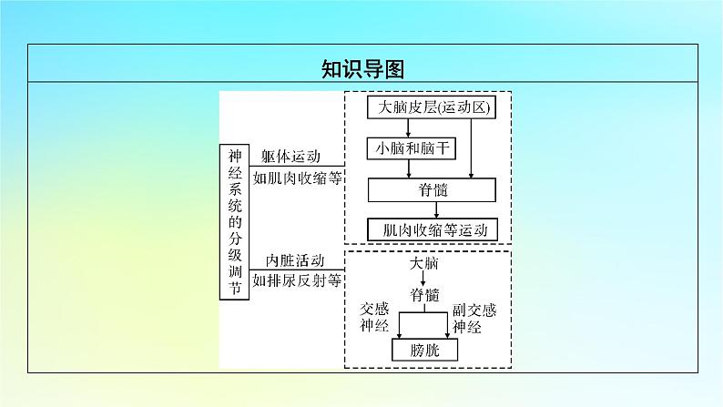 新教材2024版高中生物第2章神经调节第4节神经系统的分级调节课件新人教版选择性必修1第3页