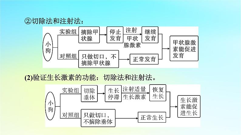 新教材2024版高中生物第3章体液调节微专题3动物激素的研究实例课件新人教版选择性必修104