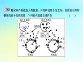 新教材2024版高中生物第3章体液调节微专题4糖尿病与血糖平衡调节课件新人教版选择性必修1