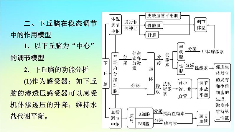 新教材2024版高中生物第3章体液调节微专题5动物生命活动调节模型课件新人教版选择性必修105