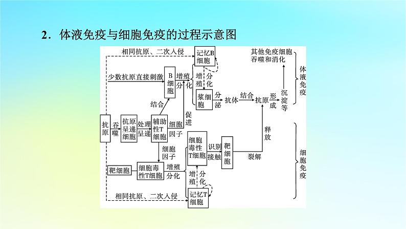 新教材2024版高中生物第4章免疫调节章末总结课件新人教版选择性必修106