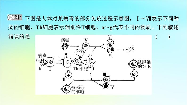 新教材2024版高中生物第4章免疫调节章末总结课件新人教版选择性必修107