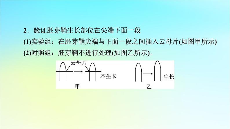 新教材2024版高中生物第5章植物生命活动的调节微专题7与植物激素相关的实验设计课件新人教版选择性必修103