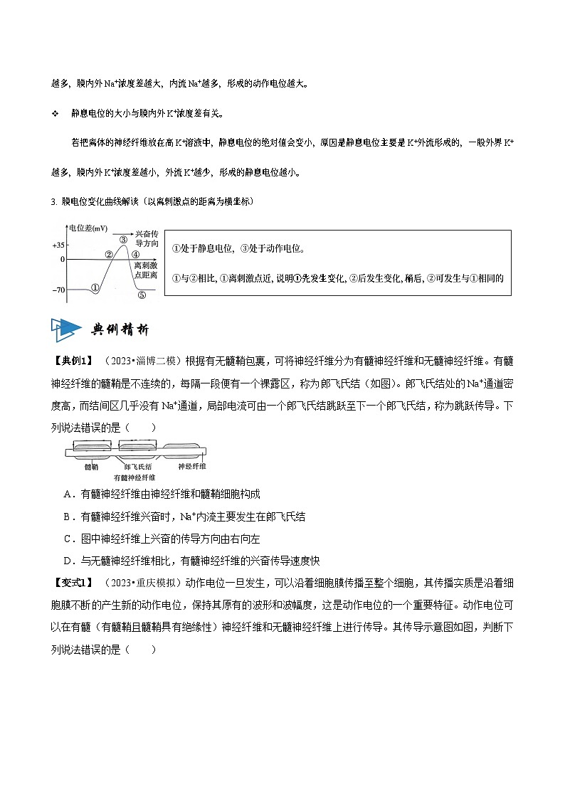 2.3 神经冲动的产生和传导 （讲义）-2023-2024学年高二生物同步讲练测（人教版选择性必修1）03