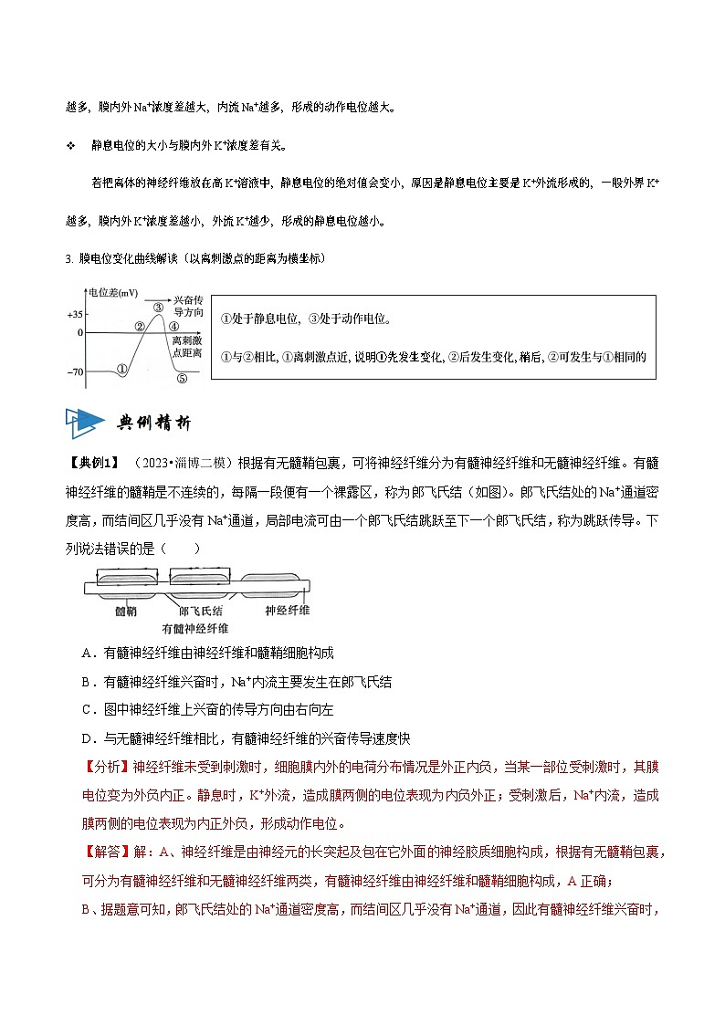 2.3 神经冲动的产生和传导 （讲义）-2023-2024学年高二生物同步讲练测（人教版选择性必修1）03