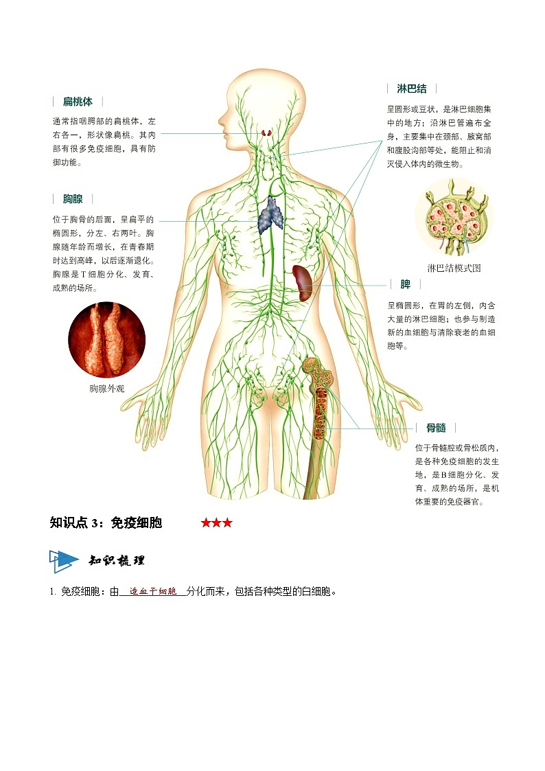 4.1 免疫系统的组成和功能（讲义）-2023-2024学年高二生物同步讲练测（人教版选择性必修1）02