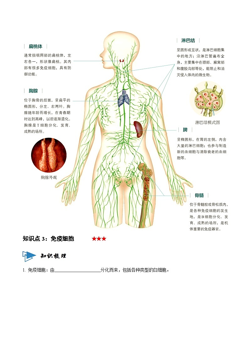 4.1 免疫系统的组成和功能（讲义）-2023-2024学年高二生物同步讲练测（人教版选择性必修1）02