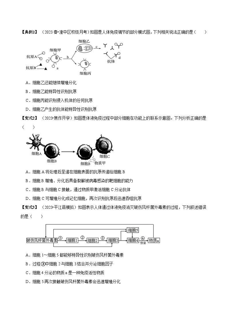 4.2 特异性免疫（讲义）-2023-2024学年高二生物同步讲练测（人教版选择性必修1）03