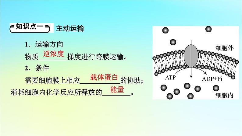 新教材2024版高中生物第4章细胞的物质输入和输出第2节主动运输与胞吞胞吐课件新人教版必修1第5页