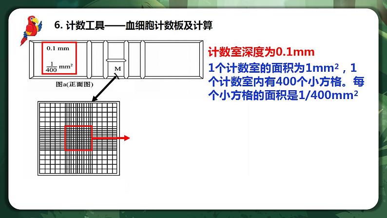 【名师特供】1.2.2 《培养液中酵母菌种群数量的变化》 课件+练习（原卷+解析卷）07