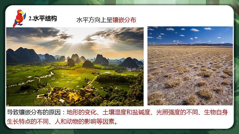 【名师特供】2.1《群落的结构》 课件+练习（原卷+解析卷）07