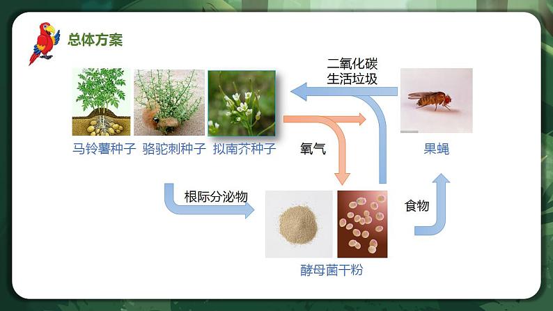 【名师特供】3.1《生态系统的结构 课件+练习（原卷+解析卷）03