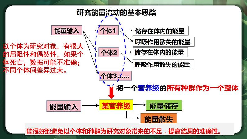 【名师特供】3.2.1《生态系统的能量流动（第1课时） 课件+练习（原卷+解析卷）04