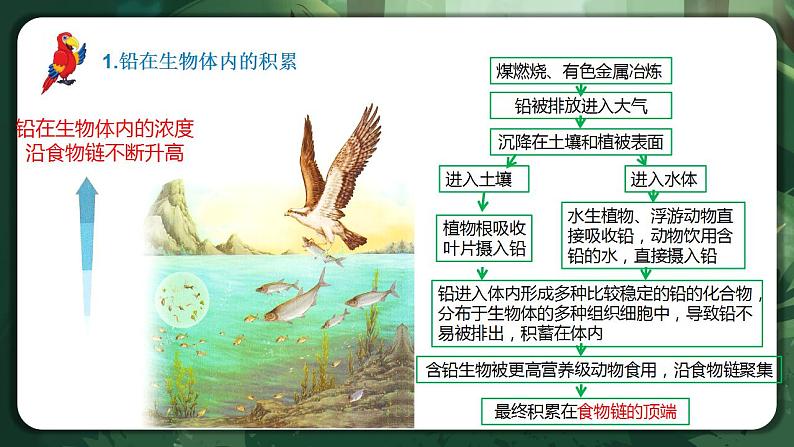 【名师特供】3.3 生态系统的物质循环（第2课时）》 课件第6页