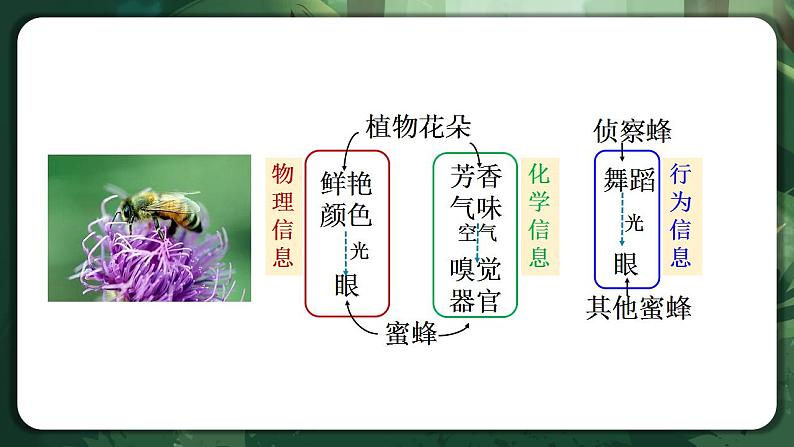 【名师特供】3.4《生态系统的信息传递》 课件+练习（原卷+解析卷）07