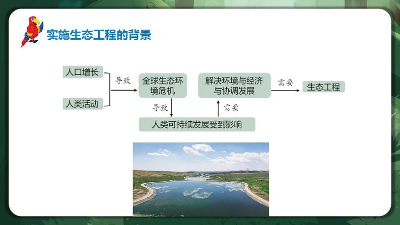 【名师特供】4.3.1《节生态工程的基本原理（第1课时）》 课件+练习（原卷+解析卷）05