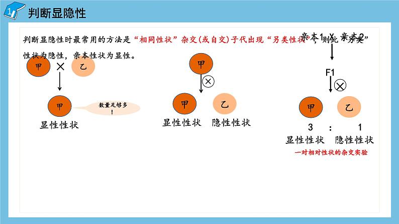 1.1《孟德尔的豌豆杂交实验（一）（第2课时）》课件 人教版高中生物必修二04