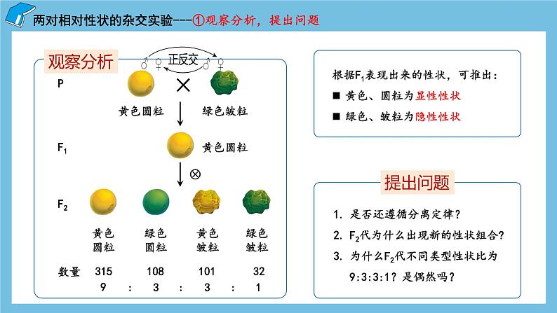 1.2《孟德尔的豌豆杂交实验（二）（第1课时）》课件 人教版高中生物必修二第6页