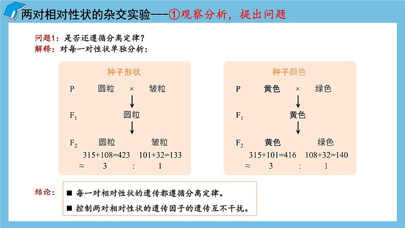 1.2《孟德尔的豌豆杂交实验（二）（第1课时）》课件 人教版高中生物必修二第7页