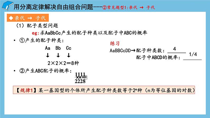 1.2《孟德尔的豌豆杂交实验（二）（第2课时）》课件 人教版高中生物必修二04