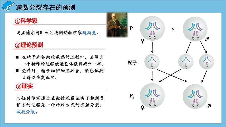 2.1《减数分裂和受精作用（第1课时）》课件 人教版高中生物必修二06