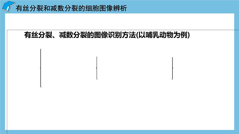 2.1《减数分裂和受精作用（第3课时）》课件 人教版高中生物必修二04