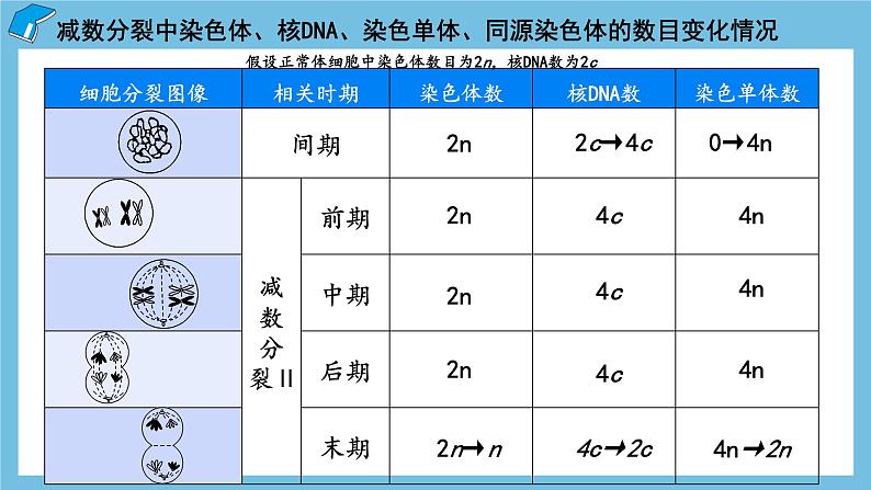 2.1《减数分裂和受精作用（第3课时）》课件 人教版高中生物必修二07