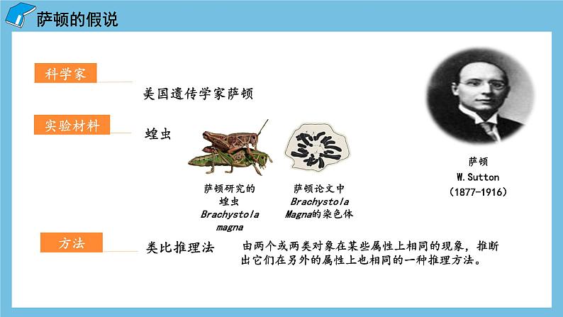 2.2《基因在染色体上》课件 人教版高中生物必修二06