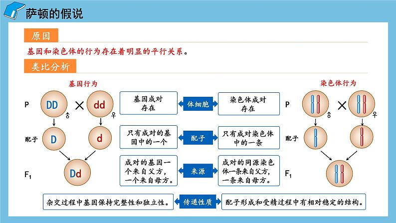 2.2《基因在染色体上》课件 人教版高中生物必修二08