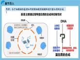 4.1《基因指导蛋白质的合成（第1课时）》课件 人教版高中生物必修二