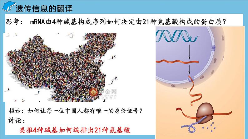 4.1《基因指导蛋白质的合成（第2课时）》课件 人教版高中生物必修二06