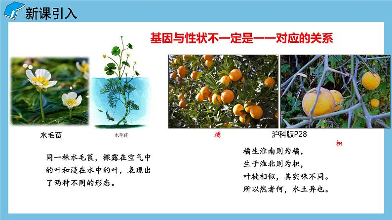 4.2《基因表达与性状的关系》课件 人教版高中生物必修二03