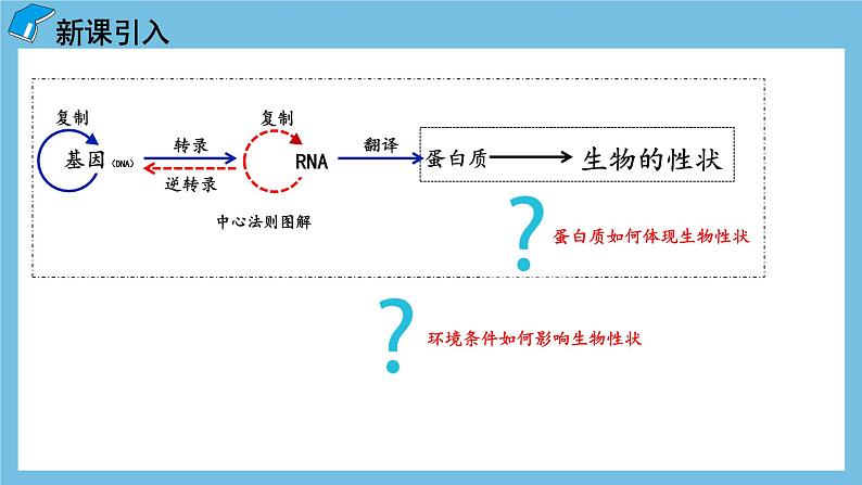 4.2《基因表达与性状的关系》课件 人教版高中生物必修二04