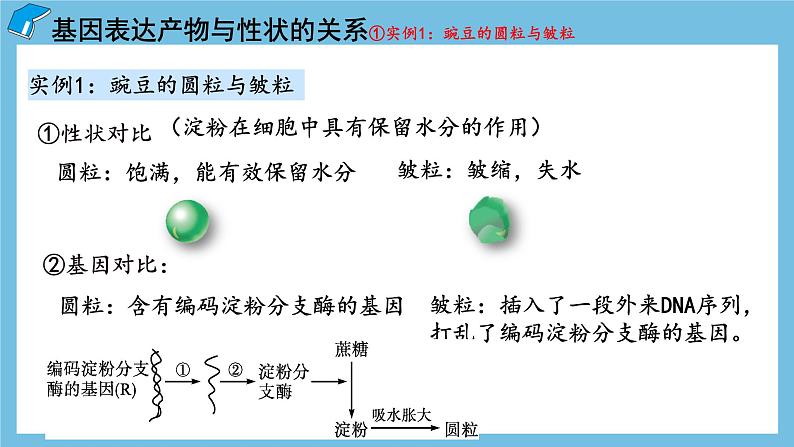 4.2《基因表达与性状的关系》课件 人教版高中生物必修二05