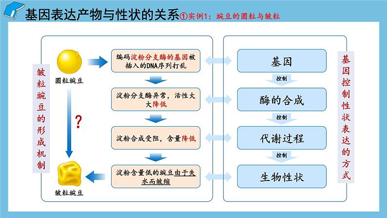 4.2《基因表达与性状的关系》课件 人教版高中生物必修二06