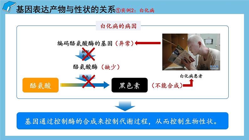4.2《基因表达与性状的关系》课件 人教版高中生物必修二07