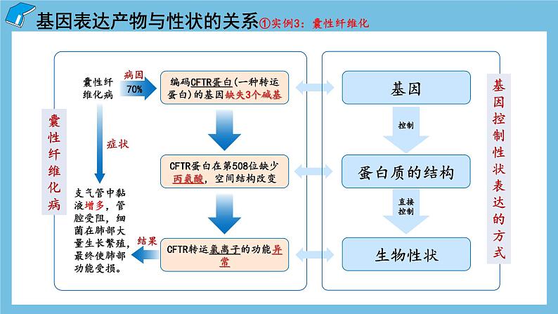 4.2《基因表达与性状的关系》课件 人教版高中生物必修二08