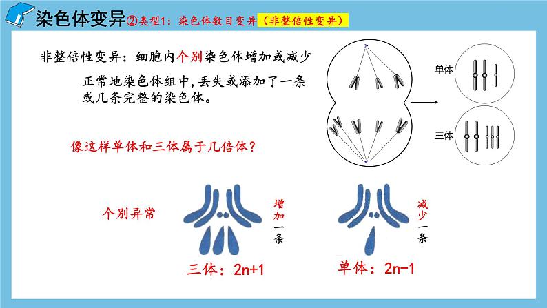 5.2《染色体变异(第1课时)》课件 人教版高中生物必修二第8页