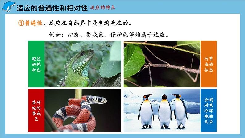 6.2《 自然选择与适应的形成》课件 人教版高中生物必修二第6页