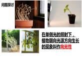 5.1《植物生长素》课件