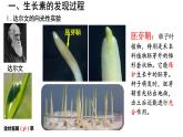 5.1《植物生长素》课件