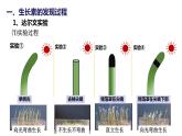 5.1《植物生长素》课件
